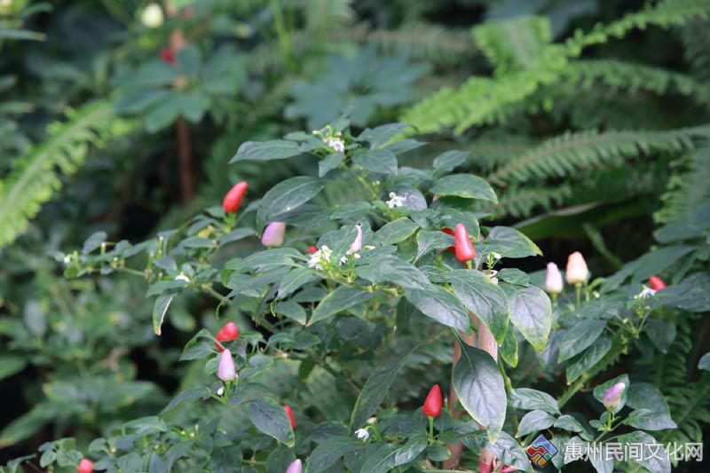 20150627114.jpg