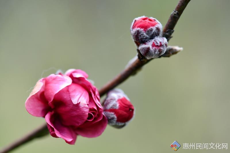 DSC_9260__ͼ.jpg