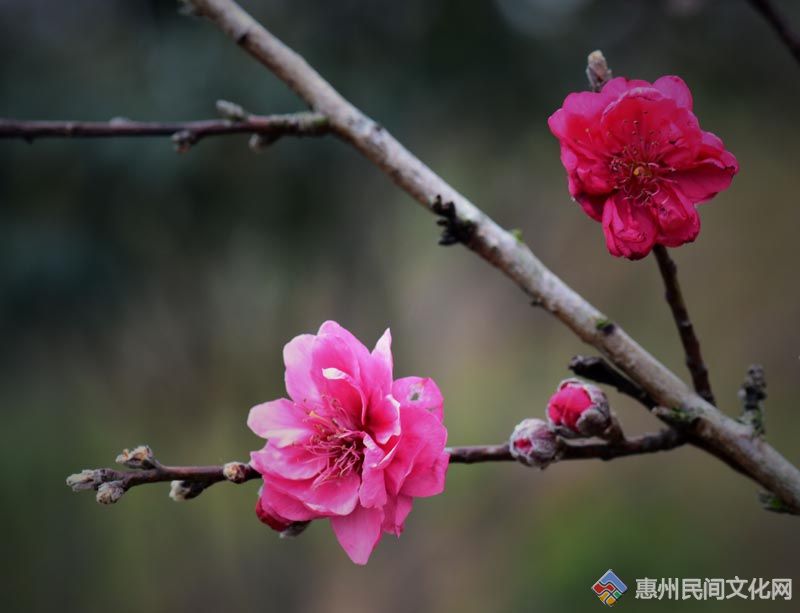 DSC_9148__ͼ.jpg