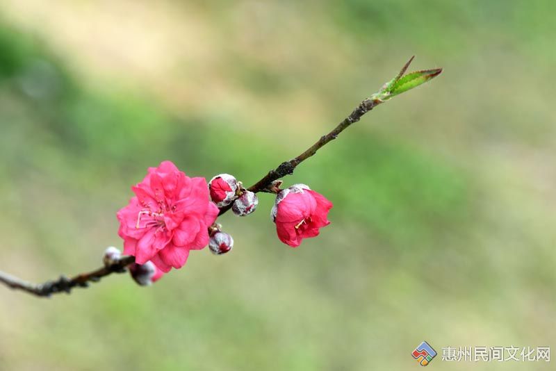 DSC_9265__ͼ.jpg