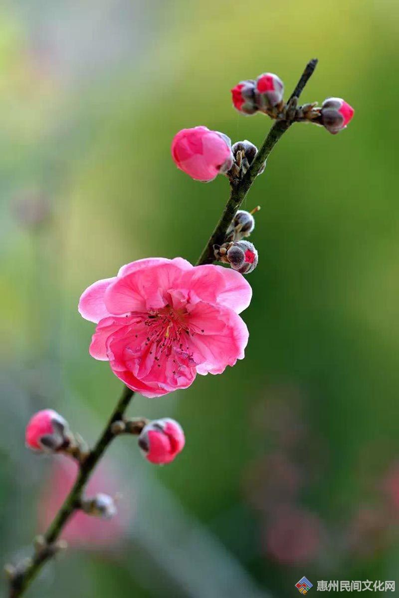 psb+(32).jpg