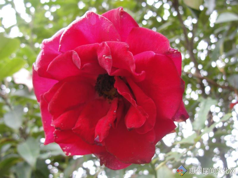 DSC08772.jpg