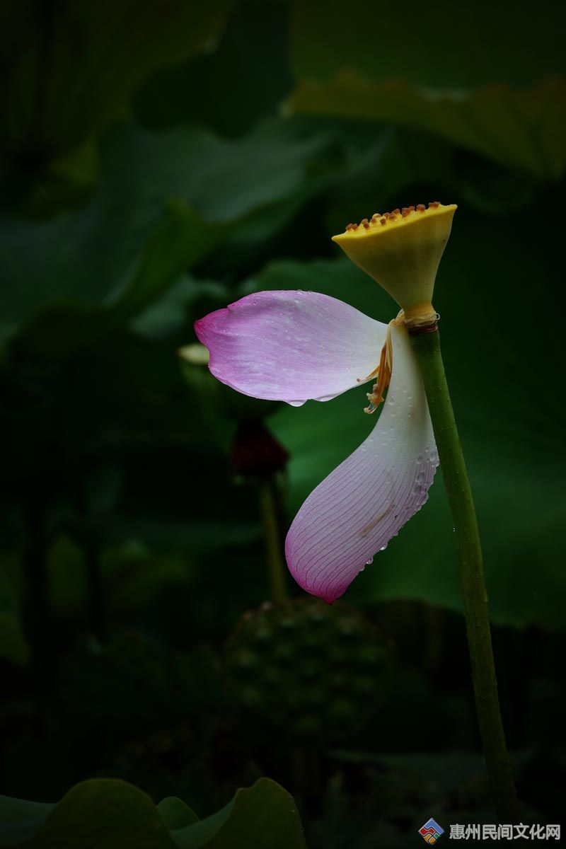 DSC_4981_.jpg