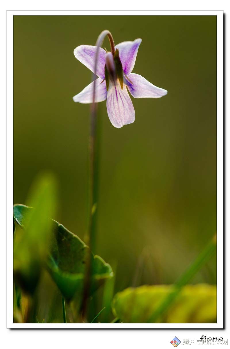 nEO_IMG_Ҷ-“DSC_2576”Ϊܶ-1.jpg