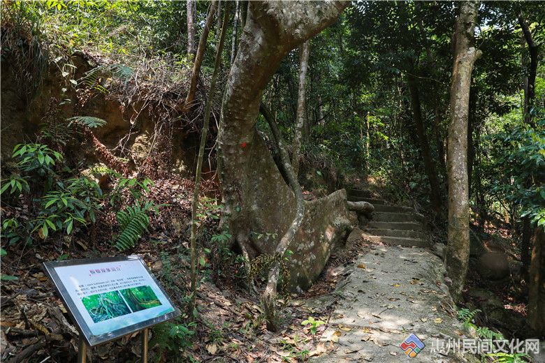 惠东古田自然保护区图片